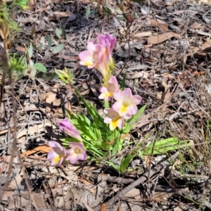 Freesia leichtlinii subsp. leichtlinii x Freesia leichtlinii subsp. alba at Lyneham, ACT - 22 Sep 2023 12:07 PM