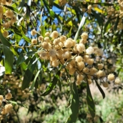 Acacia melanoxylon (Blackwood) at Bruce Ridge - 22 Sep 2023 by trevorpreston