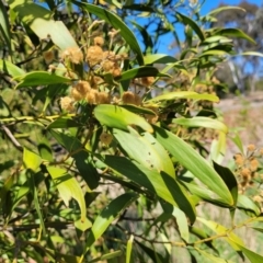 Acacia melanoxylon at Lyneham, ACT - 22 Sep 2023 12:13 PM