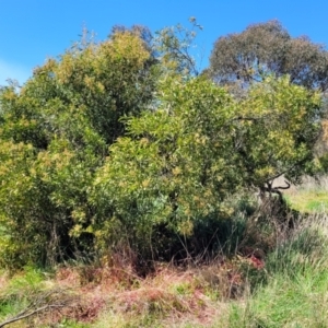 Acacia melanoxylon at Lyneham, ACT - 22 Sep 2023