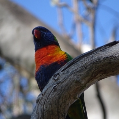 Trichoglossus moluccanus (Rainbow Lorikeet) at Mount Mugga Mugga - 3 Sep 2023 by Mike