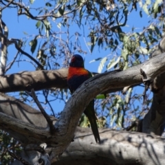 Trichoglossus moluccanus at O'Malley, ACT - 3 Sep 2023