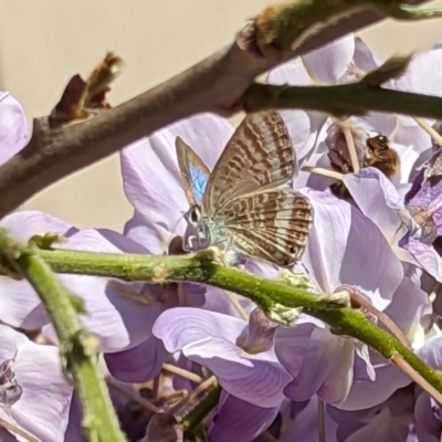 Lampides boeticus (Long-tailed Pea-blue) at Holder, ACT - 22 Sep 2023 by Miranda