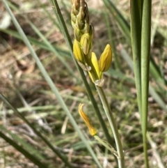 Bulbine bulbosa (Golden Lily) at Bruce, ACT - 22 Sep 2023 by JVR