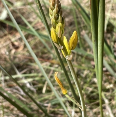Bulbine bulbosa (Golden Lily) at Bruce, ACT - 22 Sep 2023 by JVR