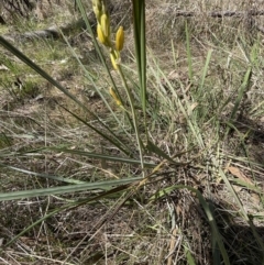 Bulbine bulbosa at Bruce, ACT - 22 Sep 2023