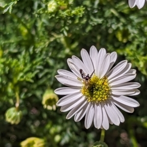 Spathulina acroleuca at Holder, ACT - 22 Sep 2023