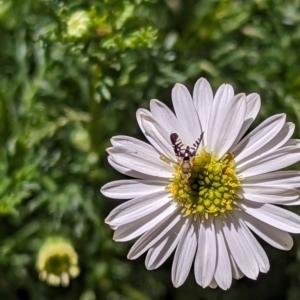 Spathulina acroleuca at Holder, ACT - 22 Sep 2023