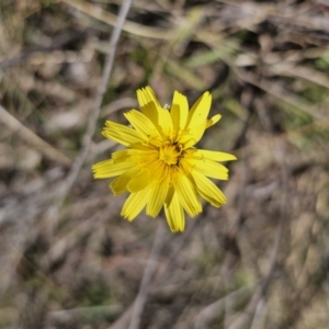 Microseris walteri at Captains Flat, NSW - 22 Sep 2023