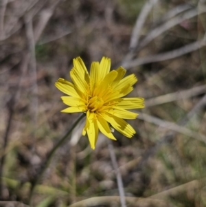 Microseris walteri at Captains Flat, NSW - 22 Sep 2023