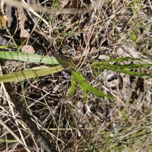 Microseris walteri at Captains Flat, NSW - 22 Sep 2023