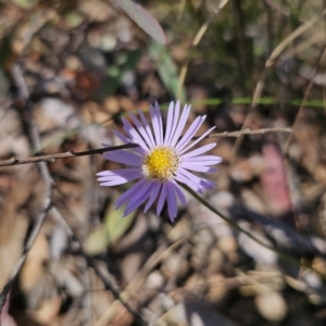 Brachyscome spathulata at Captains Flat, NSW - 22 Sep 2023