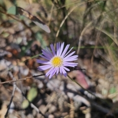 Brachyscome spathulata at Captains Flat, NSW - 22 Sep 2023