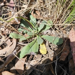 Brachyscome spathulata at Captains Flat, NSW - 22 Sep 2023