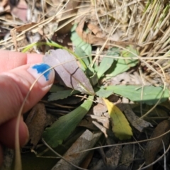 Brachyscome spathulata at Captains Flat, NSW - 22 Sep 2023