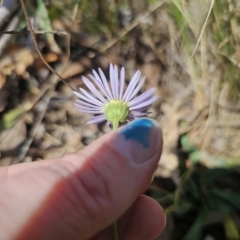 Brachyscome spathulata at Captains Flat, NSW - 22 Sep 2023