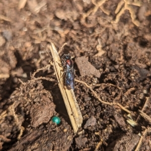 Callomelitta picta at Holder, ACT - 16 Sep 2023