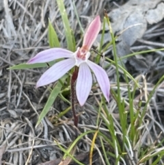 Caladenia fuscata (Dusky Fingers) at GG291 - 22 Sep 2023 by JVR