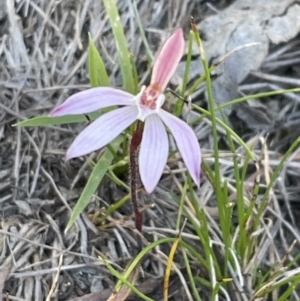 Caladenia fuscata at Bruce, ACT - suppressed