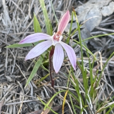 Caladenia fuscata (Dusky Fingers) at Bruce, ACT - 22 Sep 2023 by JVR
