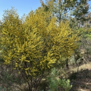 Acacia verniciflua at Cotter River, ACT - 18 Sep 2023