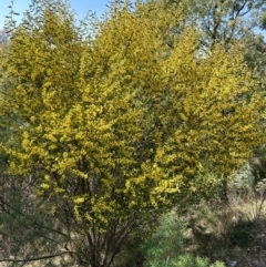 Acacia verniciflua at Cotter River, ACT - 18 Sep 2023 11:20 AM