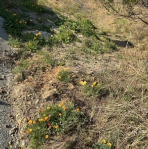 Eschscholzia californica at Stromlo, ACT - 18 Sep 2023