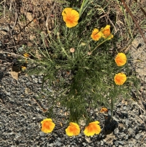 Eschscholzia californica at Stromlo, ACT - 18 Sep 2023