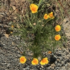 Eschscholzia californica at Stromlo, ACT - 18 Sep 2023