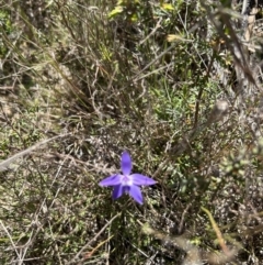 Glossodia major (Wax Lip Orchid) at Bullen Range - 17 Sep 2023 by dwise