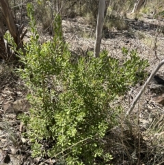 Persoonia rigida (Hairy Geebung) at Bullen Range - 17 Sep 2023 by dwise