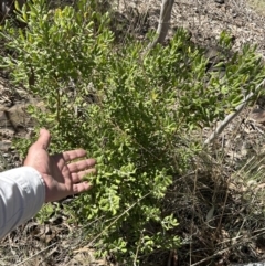 Persoonia rigida at Paddys River, ACT - 17 Sep 2023 12:26 PM