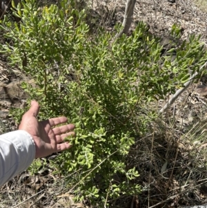 Persoonia rigida at Paddys River, ACT - 17 Sep 2023