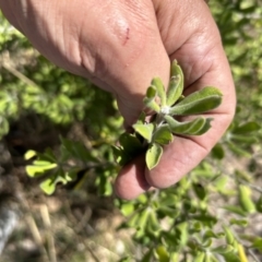 Persoonia rigida at Paddys River, ACT - 17 Sep 2023 12:26 PM