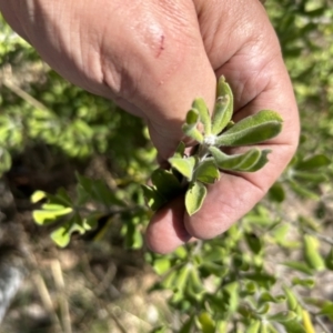 Persoonia rigida at Paddys River, ACT - 17 Sep 2023 12:26 PM