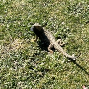 Pogona barbata at Stromlo, ACT - suppressed