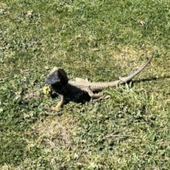 Pogona barbata at Stromlo, ACT - suppressed