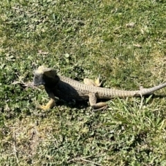 Pogona barbata at Stromlo, ACT - suppressed