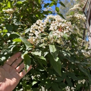 Viburnum tinus at Greenway, ACT - 4 Sep 2023