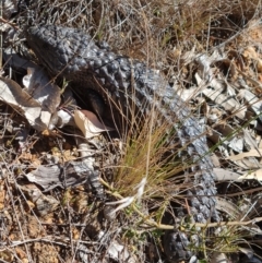 Tiliqua rugosa (Shingleback Lizard) at Mount Ainslie to Black Mountain - 22 Sep 2023 by WalkYonder