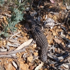 Tiliqua rugosa at Campbell, ACT - 22 Sep 2023 01:03 PM