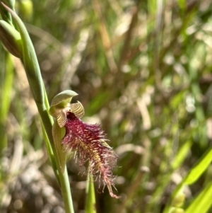 Calochilus robertsonii at Glenroy, NSW - 22 Sep 2023