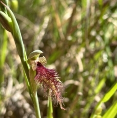 Calochilus robertsonii (Beard Orchid) at Nail Can Hill - 22 Sep 2023 by AlburyCityEnviros