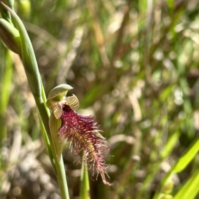 Calochilus robertsonii (Beard Orchid) at Albury - 22 Sep 2023 by AlburyCityEnviros