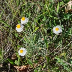 Leucochrysum albicans subsp. tricolor (Hoary Sunray) at Mount Pleasant - 22 Sep 2023 by WalkYonder