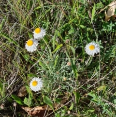 Leucochrysum albicans subsp. tricolor (Hoary Sunray) at Mount Ainslie to Black Mountain - 22 Sep 2023 by WalkYonder