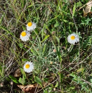 Leucochrysum albicans subsp. tricolor at Campbell, ACT - 22 Sep 2023