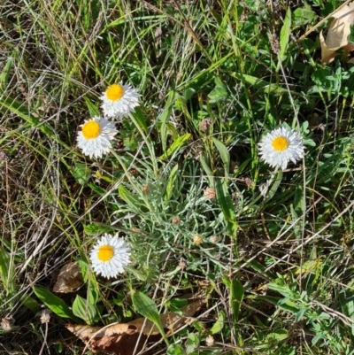 Leucochrysum albicans subsp. tricolor (Hoary Sunray) at Campbell, ACT - 22 Sep 2023 by WalkYonder