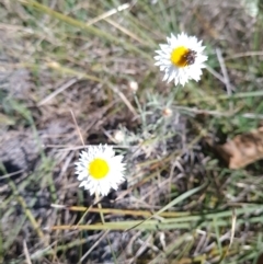 Leucochrysum albicans subsp. tricolor at Campbell, ACT - 22 Sep 2023