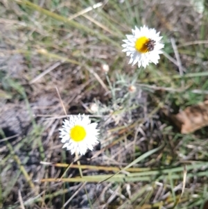 Leucochrysum albicans subsp. tricolor at Campbell, ACT - 22 Sep 2023